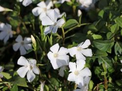 Perene: VINKA bela - Vinca minor alba